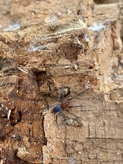 Mesiotelus