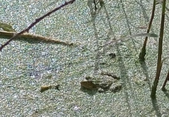 Pelophylax perezi