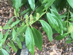 Prunus laurocerasus