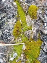 Weissia jamaicensis