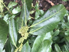 Prunus laurocerasus