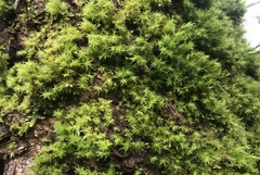 Bryophyta