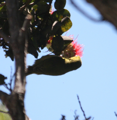 Chlorodrepanis virens