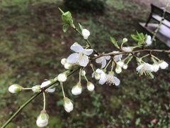 Prunus