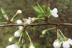 Prunus