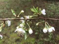 Prunus