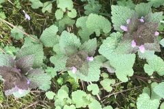 Lamium purpureum