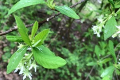 Oemleria cerasiformis