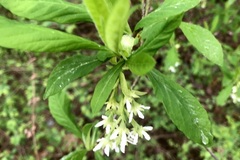 Oemleria cerasiformis