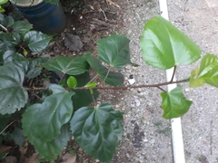 Hibiscus × archeri