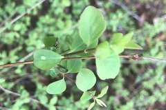 Symphoricarpos albus