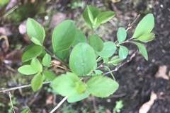Symphoricarpos albus