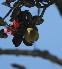 Chlorodrepanis virens
