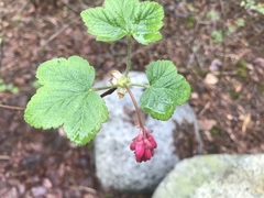 Ribes sanguineum