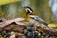 Spindalis zena benedicti