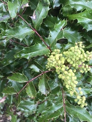 Berberis aquifolium