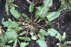 Rumex obtusifolius