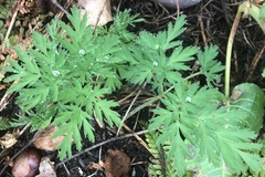 Dicentra formosa