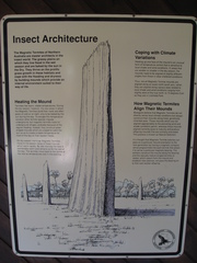 Amitermes meridionalis