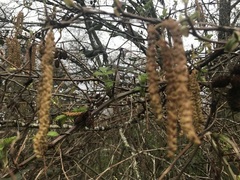 Alnus rubra