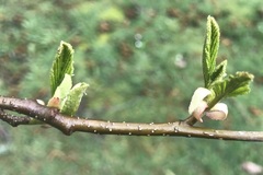 Alnus rubra