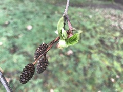 Alnus rubra