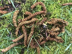 Alnus rubra