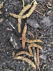 Alnus rubra