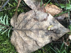 Populus trichocarpa
