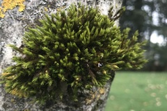 Bryophyta