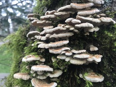 Trametes ochracea