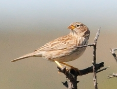 Rhopospina carbonaria