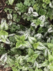 Lamium galeobdolon argentatum