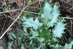 Ilex aquifolium