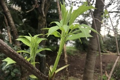 Sambucus racemosa