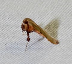 Basacallis tarachodes