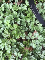 Ranunculus repens