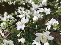 Prunus