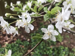 Prunus