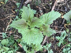 Urtica dioica