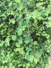 Symphoricarpos albus