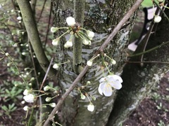 Prunus avium