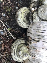 Fungi