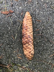 Picea sitchensis