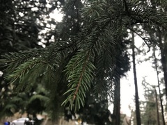 Picea sitchensis
