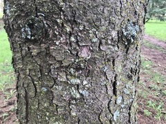 Picea sitchensis
