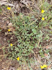 Helianthemum oelandicum