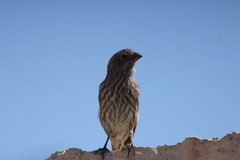 Haemorhous mexicanus