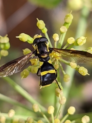 Xanthogramma marginale