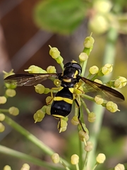 Xanthogramma marginale